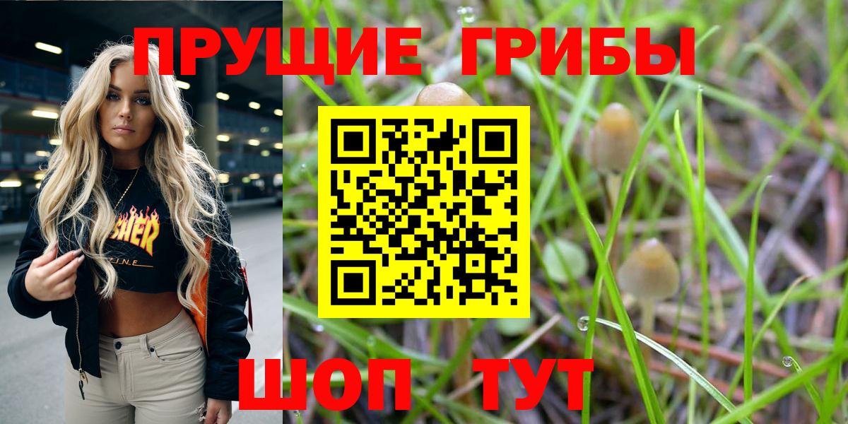 сколько стоит  Псилоцибиновые грибы MAGIC MUSHROOMS  Вход с VPN  Таганрог 